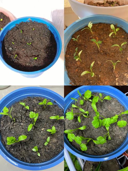 家庭阳台种植蔬菜的方法-香菜篇「室内阳台蔬菜种植技巧视频」 家庭阳台种植蔬菜的方法-香菜篇「室内阳台蔬菜种植技巧视频」 农业常识