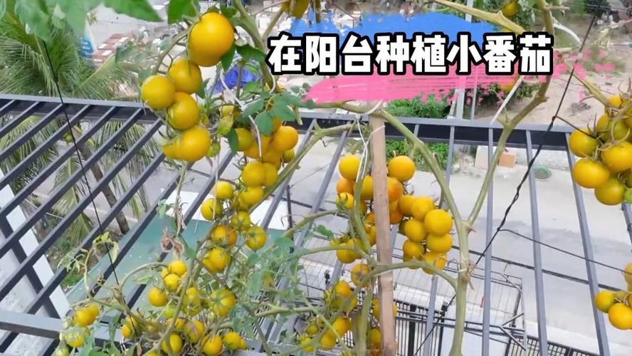 奶粉桶可以种小番茄吗「水桶种植番茄怎么种植好呢」 奶粉桶可以种小番茄吗「水桶种植番茄怎么种植好呢」 农业常识