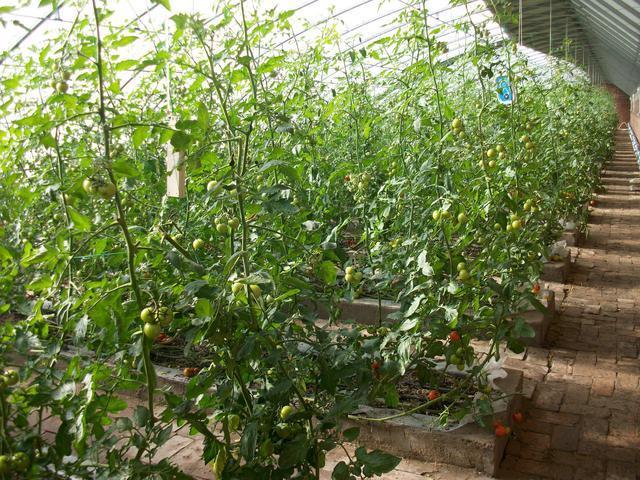 北方秋季冷棚西红柿几月份定株「秋季怎么种植番茄种子呢」 植物种类 北方秋季冷棚西红柿几月份定株「秋季怎么种植番茄种子呢」 北方秋季冷棚西红柿几月份定株「秋季怎么种植番茄种子呢」 植物种类