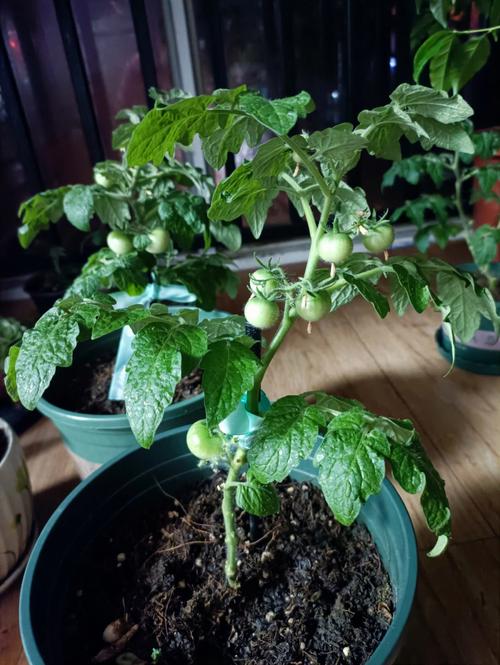 盆栽番茄的种植方法「阳台蔬菜番茄苗怎么种植视频」 盆栽番茄的种植方法「阳台蔬菜番茄苗怎么种植视频」 番茄病虫害防治