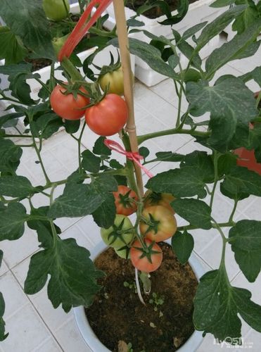 花盆可以种植什么水果「红醋栗番茄怎么种植视频」 花盆可以种植什么水果「红醋栗番茄怎么种植视频」 种植技巧