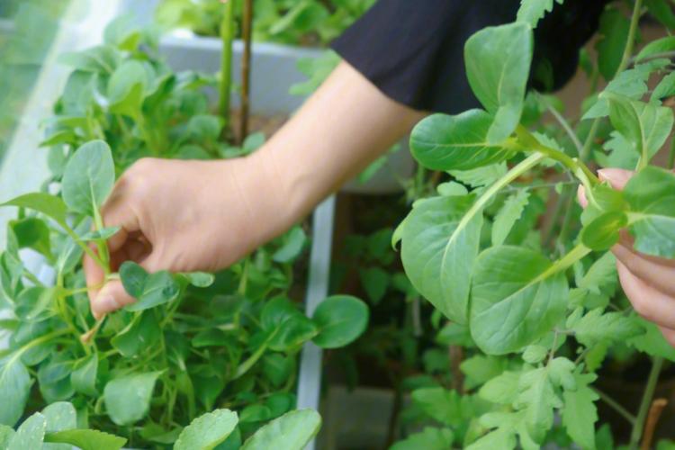 家里有哪些摄影题材可以拍「蔬菜种植技巧大全视频教程」 家里有哪些摄影题材可以拍「蔬菜种植技巧大全视频教程」 种植技巧