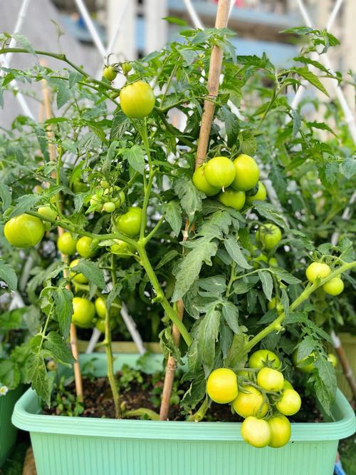 西红柿什么时候种花好「四月怎么种植番茄视频」 西红柿什么时候种花好「四月怎么种植番茄视频」 植物种类