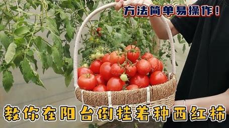 倒挂西红柿种植方法「家庭倒种番茄怎么种植视频」 倒挂西红柿种植方法「家庭倒种番茄怎么种植视频」 土壤施肥