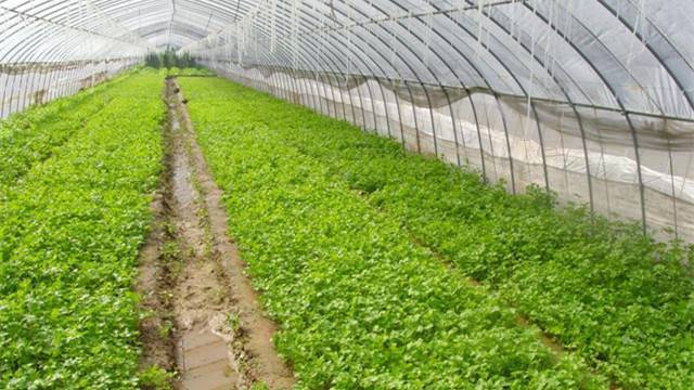 冬季种植蔬菜大棚怎么科学采暖呢？有啥好的想法么，一起来分享分享「冬天蔬菜种植小技巧简单视频」 冬季种植蔬菜大棚怎么科学采暖呢？有啥好的想法么，一起来分享分享「冬天蔬菜种植小技巧简单视频」 番茄病虫害防治