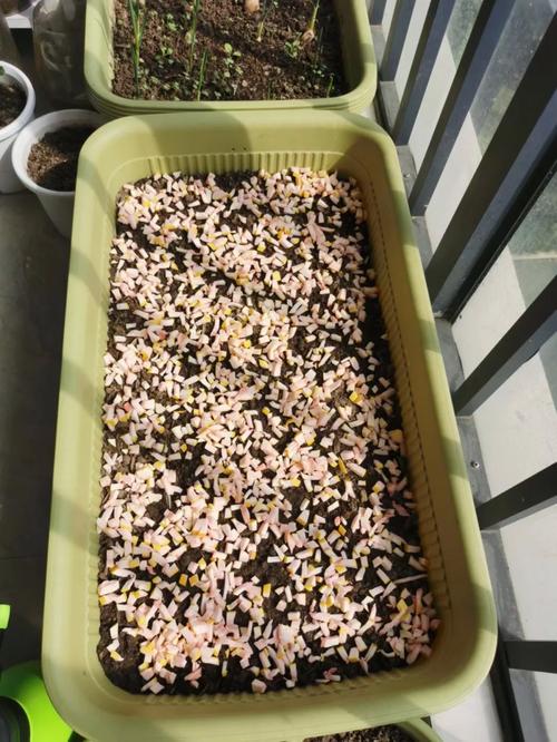 水果沤肥的液体在蔬菜种植过程怎么使用「种植蔬菜种植水果小技巧视频」 水果沤肥的液体在蔬菜种植过程怎么使用「种植蔬菜种植水果小技巧视频」 番茄病虫害防治