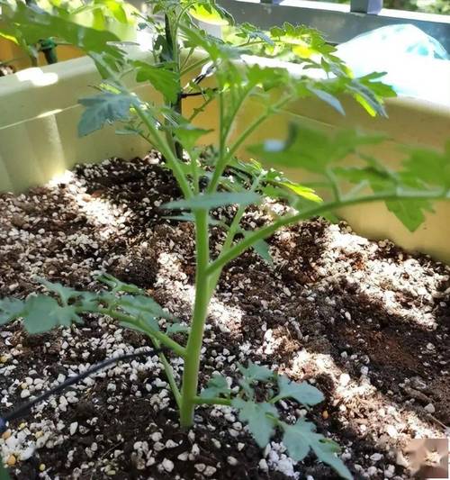 樱桃番茄种植方法全过程「矮化小番茄怎么种植方法视频」 花朵知识 樱桃番茄种植方法全过程「矮化小番茄怎么种植方法视频」 樱桃番茄种植方法全过程「矮化小番茄怎么种植方法视频」 花朵知识