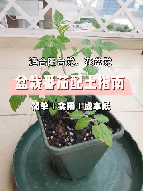 种植西红柿土壤的配方「番茄种植土壤怎么处理好」 种植西红柿土壤的配方「番茄种植土壤怎么处理好」 土壤施肥