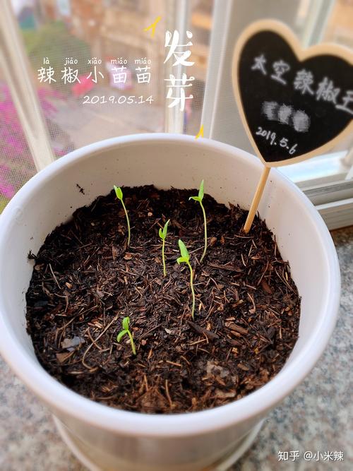 室内盆栽蔬菜覆盖地膜,种子发芽后怎样处理「种子盆栽种植方法」 室内盆栽蔬菜覆盖地膜,种子发芽后怎样处理「种子盆栽种植方法」 番茄种植技巧