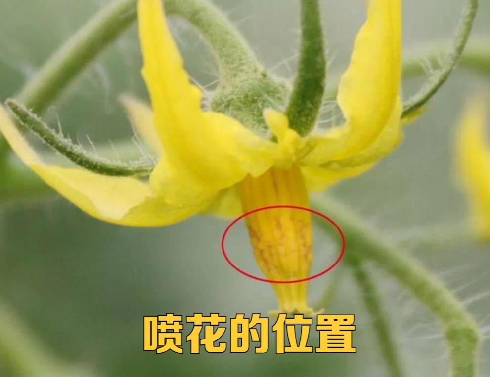 西红柿怎么授粉「家养番茄如何授粉」 西红柿怎么授粉「家养番茄如何授粉」 土壤施肥