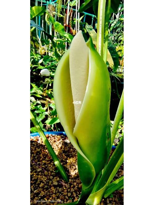 绿绒菜的种植方法「蔬菜种子种植技巧视频教程」 绿绒菜的种植方法「蔬菜种子种植技巧视频教程」 种植技巧