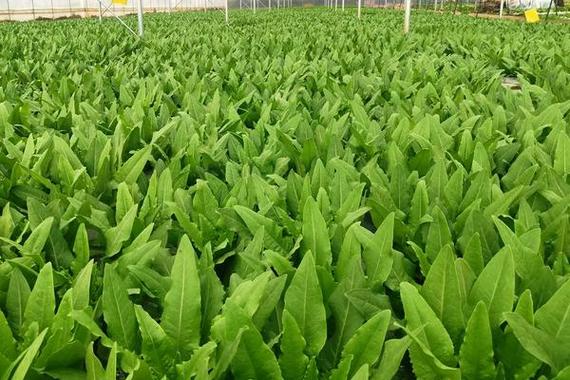 河北4月份种什么菜「蔬菜种植技巧油麦菜视频教程」 河北4月份种什么菜「蔬菜种植技巧油麦菜视频教程」 农业常识