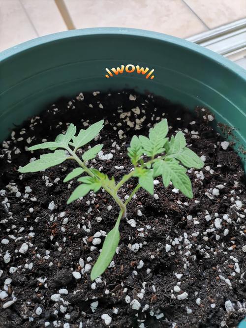 如何解决番茄育苗过程中容易出现的问题「种植番茄生病怎么办呢」 如何解决番茄育苗过程中容易出现的问题「种植番茄生病怎么办呢」 花朵知识