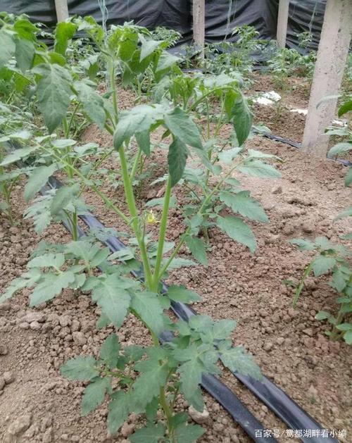 阳台上花盆里种的西红柿徒长了，怎么控制不让它徒长「番茄苗太高怎么种植视频」 阳台上花盆里种的西红柿徒长了，怎么控制不让它徒长「番茄苗太高怎么种植视频」 农业常识