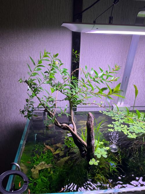 水杨梅怎么养在鱼缸里「鱼缸怎么种植番茄视频」 水杨梅怎么养在鱼缸里「鱼缸怎么种植番茄视频」 植物种类
