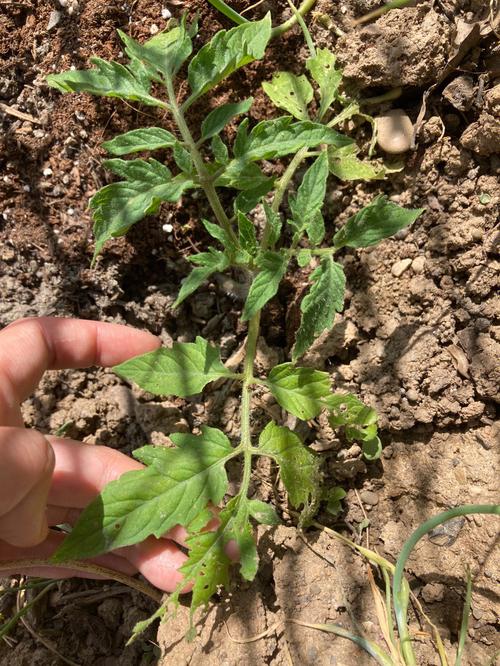 刚栽的西红柿苗子几天后怎么没有叶子了「番茄怎么种植不枯叶呢」 刚栽的西红柿苗子几天后怎么没有叶子了「番茄怎么种植不枯叶呢」 农业常识