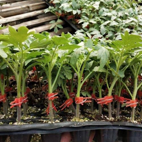 西红柿的嫁结方法有哪些「水草怎么种植小番茄视频」 西红柿的嫁结方法有哪些「水草怎么种植小番茄视频」 种植技巧