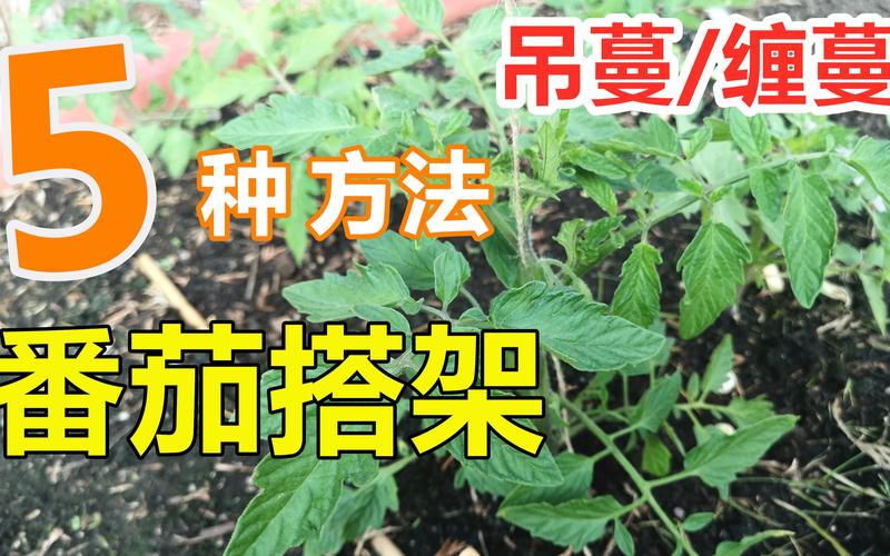 西红柿搭架新技术「怎样种植黑番茄」 西红柿搭架新技术「怎样种植黑番茄」 农业常识