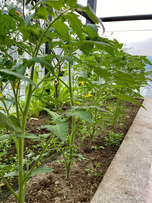 番茄栽上多少天开第一朵花「番茄花开怎么种植视频」 番茄栽上多少天开第一朵花「番茄花开怎么种植视频」 土壤施肥