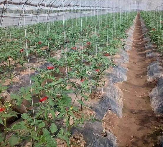露天西红柿怎么吊蔓「室外怎么种植番茄树苗视频」 土壤施肥 露天西红柿怎么吊蔓「室外怎么种植番茄树苗视频」 露天西红柿怎么吊蔓「室外怎么种植番茄树苗视频」 土壤施肥