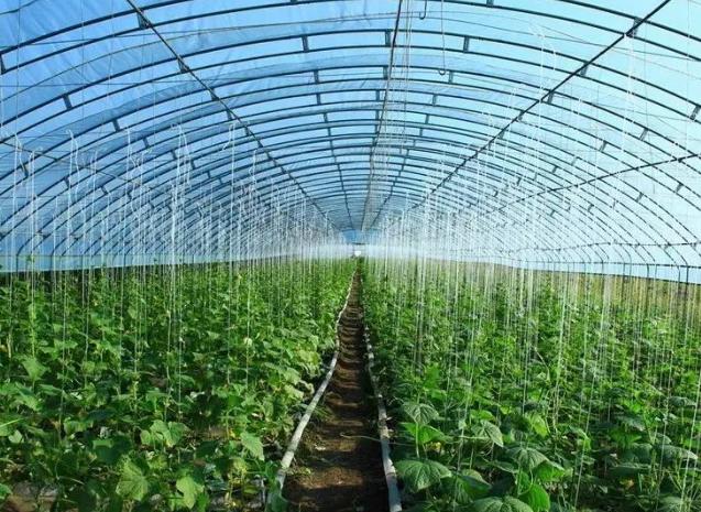 蔬菜大棚怎么建造「简单的蔬菜种植技巧视频教程」 蔬菜大棚怎么建造「简单的蔬菜种植技巧视频教程」 植物种类