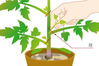 西红柿的管理方法「种植番茄怎么表面管理的」 西红柿的管理方法「种植番茄怎么表面管理的」 花朵知识