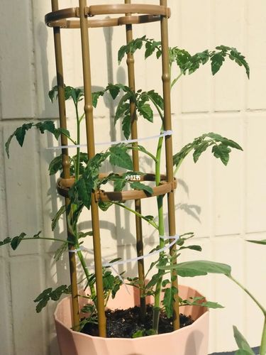 番茄怎么搭支架「番茄支架怎么种植视频」 番茄怎么搭支架「番茄支架怎么种植视频」 土壤施肥