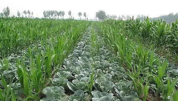苹果行套种什么经济作物好呢「番茄苹果怎么种植的视频」 苹果行套种什么经济作物好呢「番茄苹果怎么种植的视频」 种植技巧