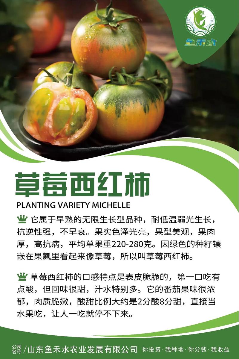 铁皮西红柿正宗产地是哪里「铁皮番茄怎么种植方法视频」 铁皮西红柿正宗产地是哪里「铁皮番茄怎么种植方法视频」 植物种类