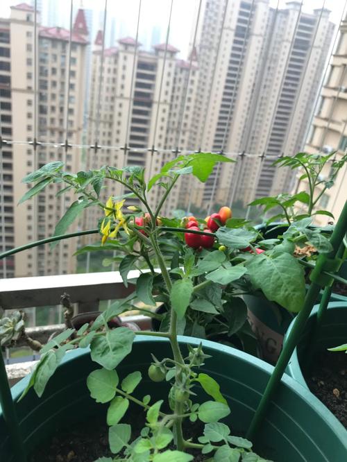 辣椒丰产的方法「甜醋栗番茄种子怎么种植的」 辣椒丰产的方法「甜醋栗番茄种子怎么种植的」 番茄病虫害防治