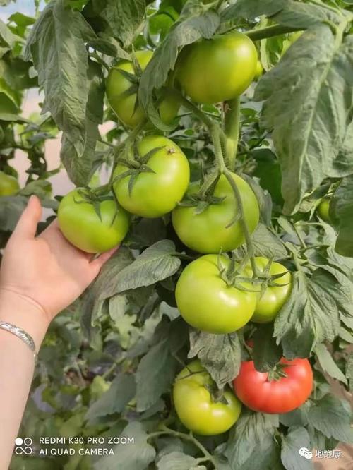 番茄高温用什么保花「夏天种植小番茄怎么降温的」 番茄高温用什么保花「夏天种植小番茄怎么降温的」 番茄病虫害防治