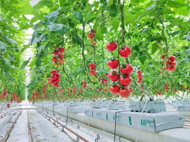 什么蔬菜可以采用基质培种植「岩棉种植番茄苗怎么种植」 农业常识 什么蔬菜可以采用基质培种植「岩棉种植番茄苗怎么种植」 什么蔬菜可以采用基质培种植「岩棉种植番茄苗怎么种植」 农业常识