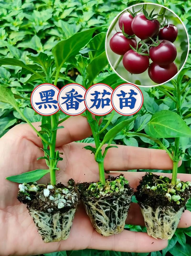 黑番茄是什么品种「小黑番茄苗圃怎么种植视频」 黑番茄是什么品种「小黑番茄苗圃怎么种植视频」 番茄种植技巧