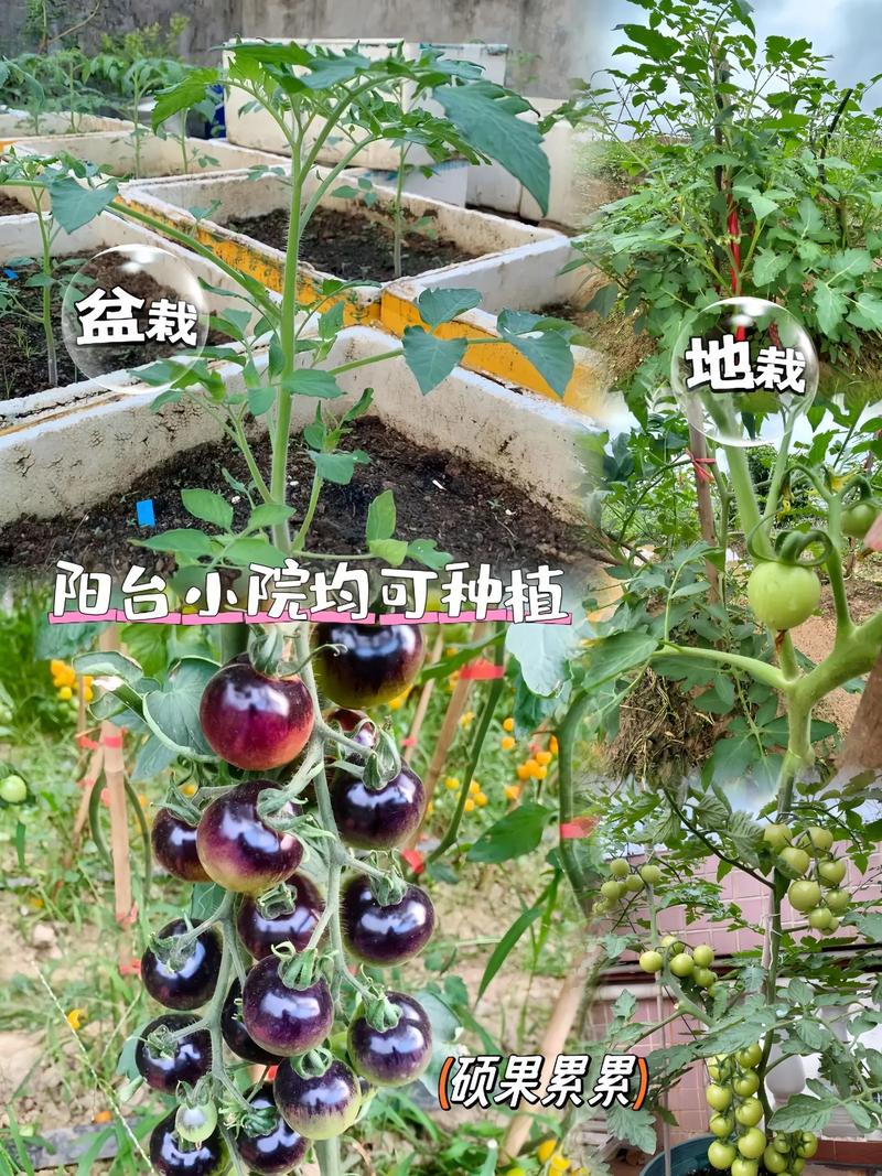 黑番茄的种植方法「黑番茄种子盆栽怎么种植视频」 黑番茄的种植方法「黑番茄种子盆栽怎么种植视频」 植物种类