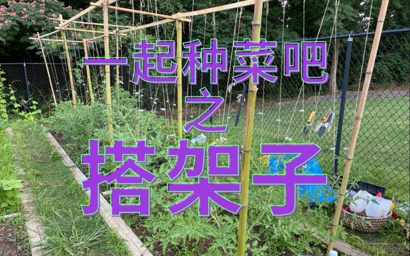 种西红柿怎么搭架子「番茄茎杆怎么种植视频」 种西红柿怎么搭架子「番茄茎杆怎么种植视频」 种植技巧