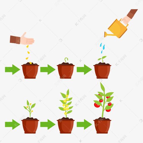 播种西红柿的正确方法「尼克番茄种子怎么种植的」 番茄种植技巧 播种西红柿的正确方法「尼克番茄种子怎么种植的」 播种西红柿的正确方法「尼克番茄种子怎么种植的」 番茄种植技巧