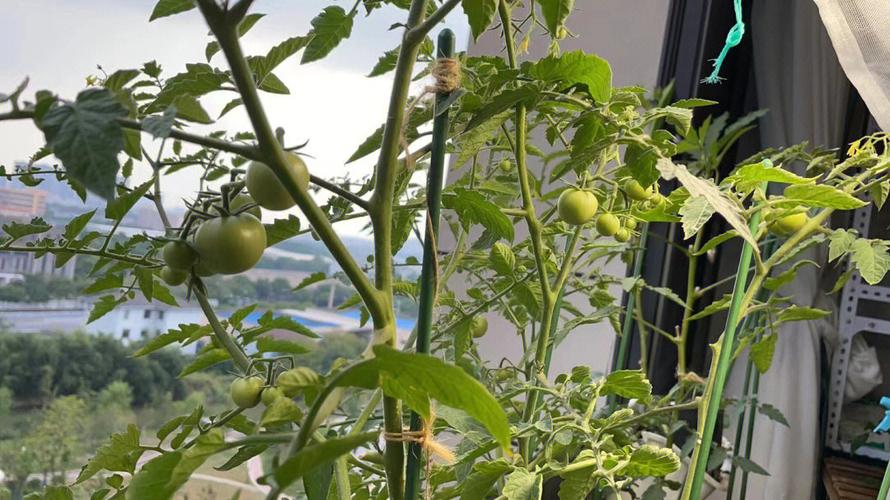 西红柿果子小怎么办「悬空小番茄怎么种植的视频」 西红柿果子小怎么办「悬空小番茄怎么种植的视频」 农业常识