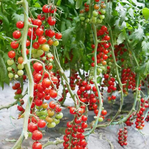 日本红风铃小番茄种植方法「日本怎么种植番茄种子呢视频」 日本红风铃小番茄种植方法「日本怎么种植番茄种子呢视频」 番茄病虫害防治