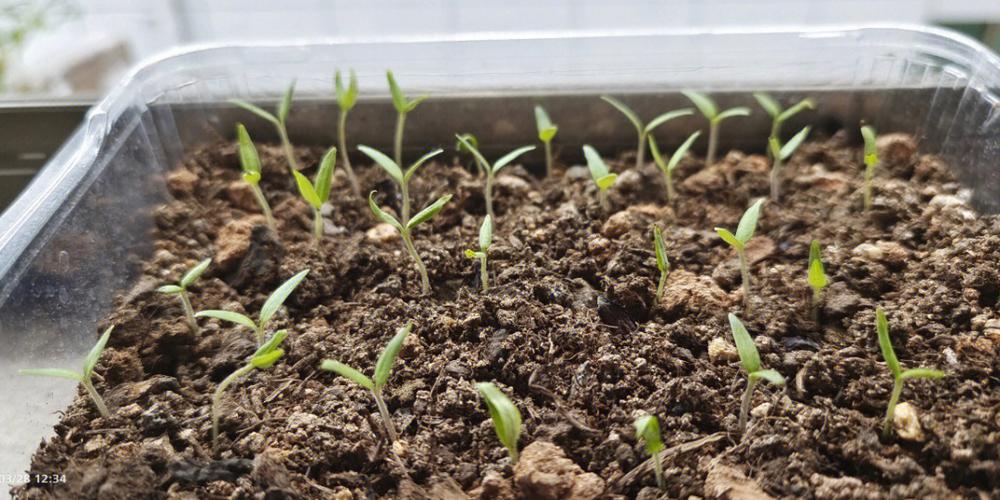 西红柿籽怎么种「怎么种植小番茄籽视频」 西红柿籽怎么种「怎么种植小番茄籽视频」 植物种类