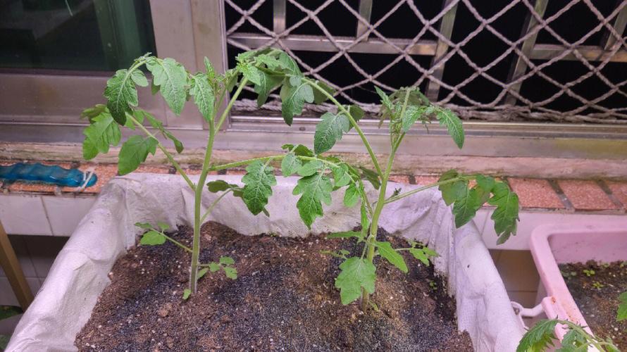 西红柿苗可以在室内种植吗「种菜专用盆番茄怎么种植视频」 西红柿苗可以在室内种植吗「种菜专用盆番茄怎么种植视频」 番茄种植技巧