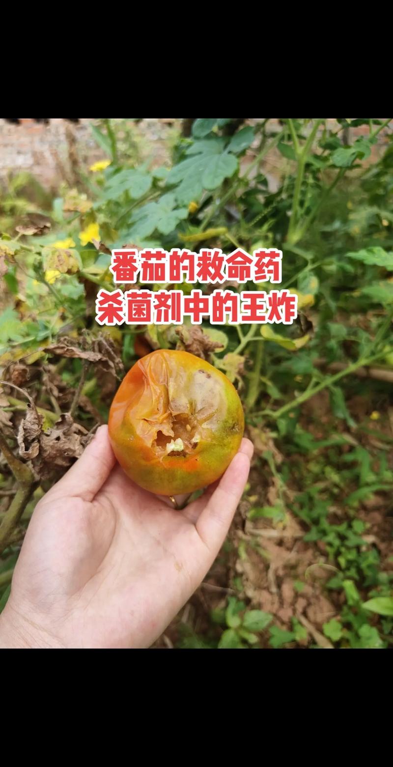 番茄黑环病毒病如何有效防治「怎么种植番茄防虫病害」 番茄黑环病毒病如何有效防治「怎么种植番茄防虫病害」 土壤施肥