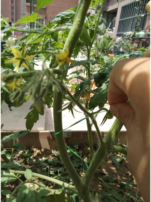 西瓜地隔几年可以重新种植「西瓜番茄黄瓜怎么种植的视频」 西瓜地隔几年可以重新种植「西瓜番茄黄瓜怎么种植的视频」 农业常识