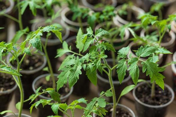 11-12月大面积种植什么「番茄鸡蛋帝王苗怎么种植视频」 11-12月大面积种植什么「番茄鸡蛋帝王苗怎么种植视频」 土壤施肥