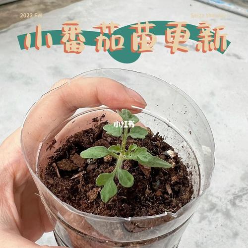 冬天西红柿怎么存放在瓶子里「瓶子种番茄苗怎么种植视频」 冬天西红柿怎么存放在瓶子里「瓶子种番茄苗怎么种植视频」 番茄种植技巧