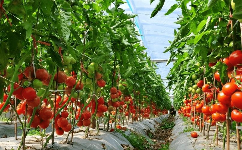 大棚西红柿怎么种植「番茄农场果园怎么种植的」 大棚西红柿怎么种植「番茄农场果园怎么种植的」 种植技巧