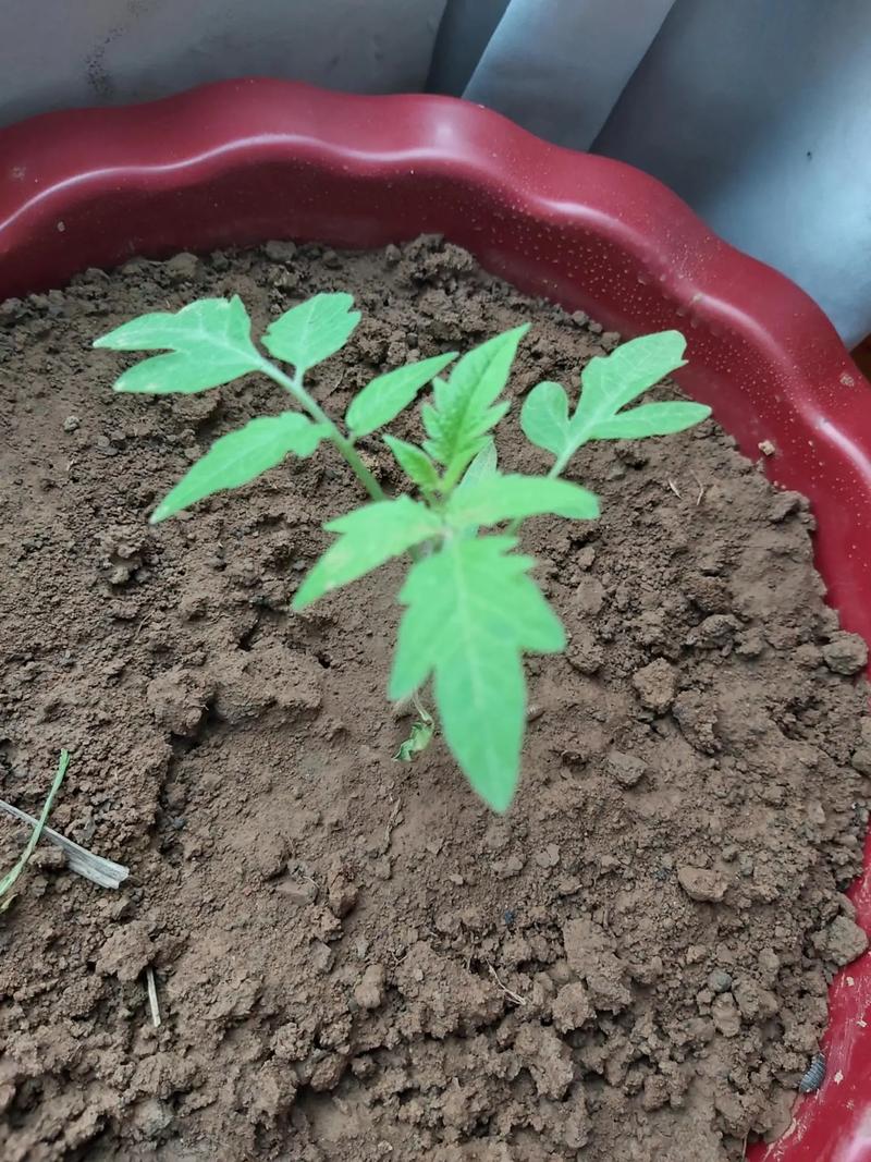 多彩番茄什么时候种「多彩小番茄苗怎么种植视频」 多彩番茄什么时候种「多彩小番茄苗怎么种植视频」 花朵知识