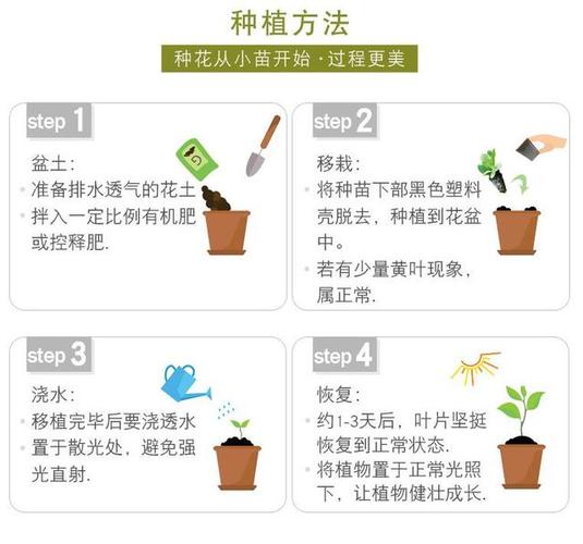 种番茄的正确方法「种番茄的农田怎么种植的」 种番茄的正确方法「种番茄的农田怎么种植的」 番茄病虫害防治