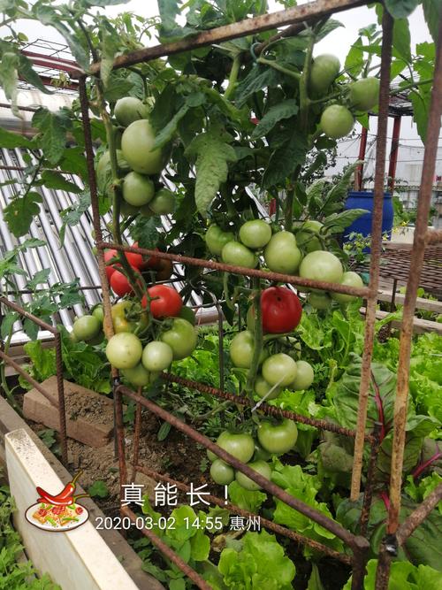 西红柿隔年的种子可以种吗「杂交番茄怎么种植方法视频」 西红柿隔年的种子可以种吗「杂交番茄怎么种植方法视频」 种植技巧