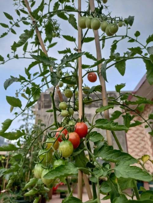 盆栽西红柿怎么多结果「番茄果实多怎么种植视频」 盆栽西红柿怎么多结果「番茄果实多怎么种植视频」 农业常识