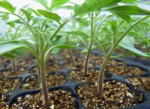 番茄种子怎么种番茄种植方法「红帝番茄种子怎么种植视频」 番茄种子怎么种番茄种植方法「红帝番茄种子怎么种植视频」 番茄病虫害防治